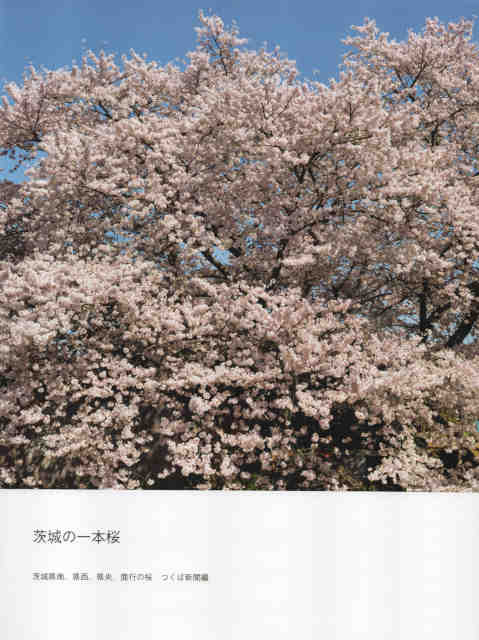 茨城の一本桜