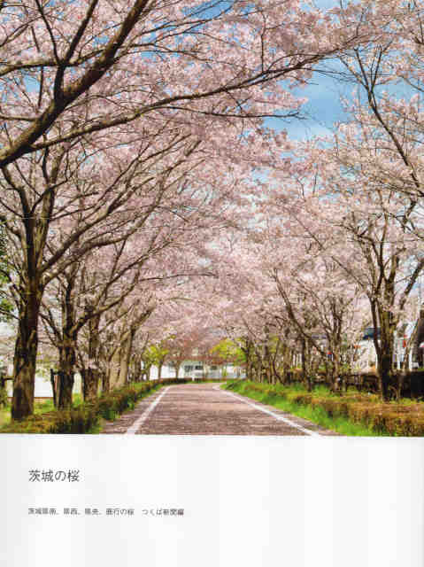 茨城の桜