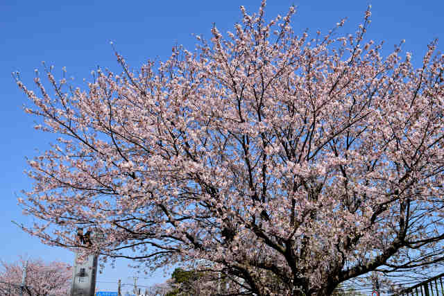 阿見町役場桜