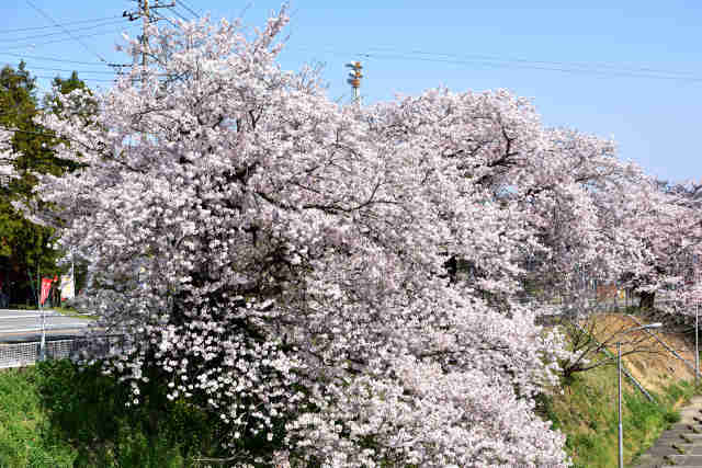 旧海軍通り桜並木桜