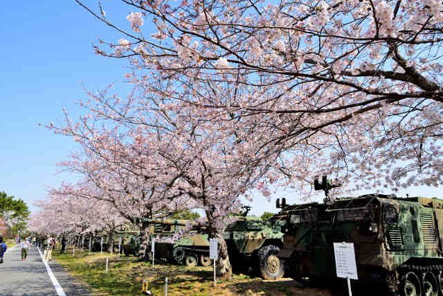 土浦駐屯地桜