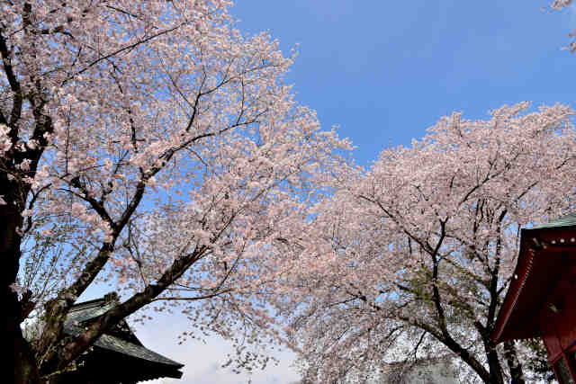 宝蔵寺桜