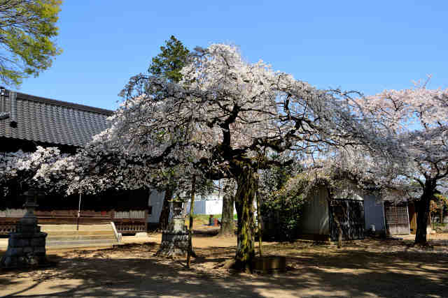 神田山八坂神社桜