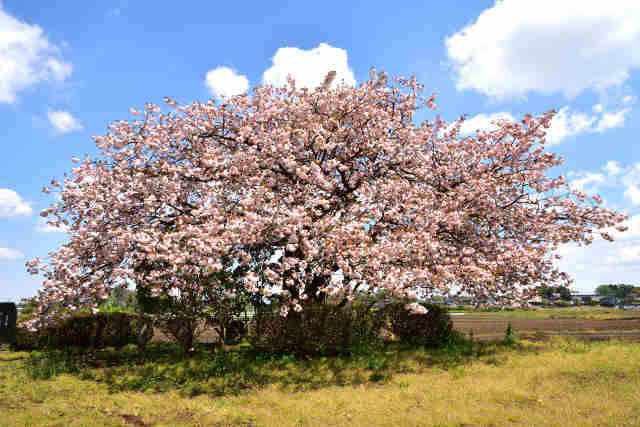 九重の桜