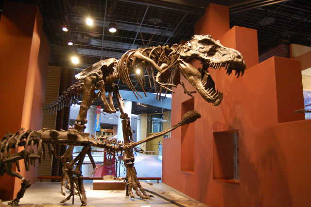 ティラノサウルスの骨格標本模型