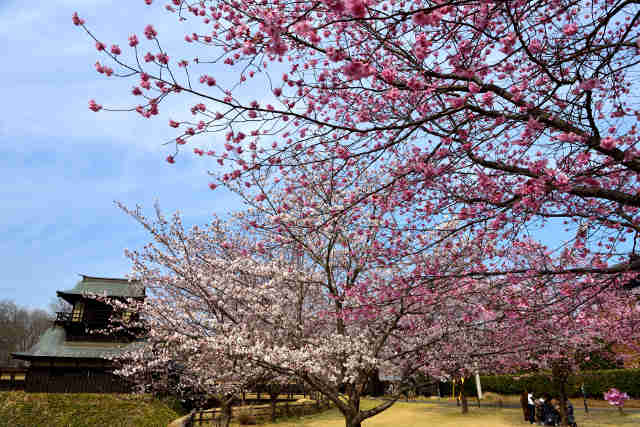 逆井城跡公園桜