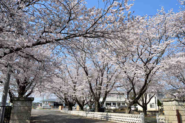 坂東市役所猿島庁舎桜