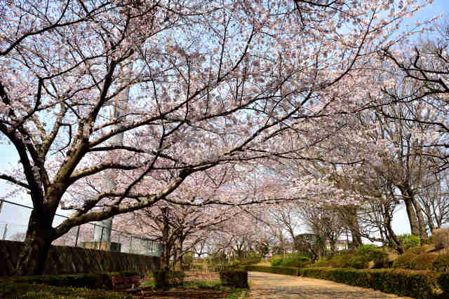 八坂公園桜