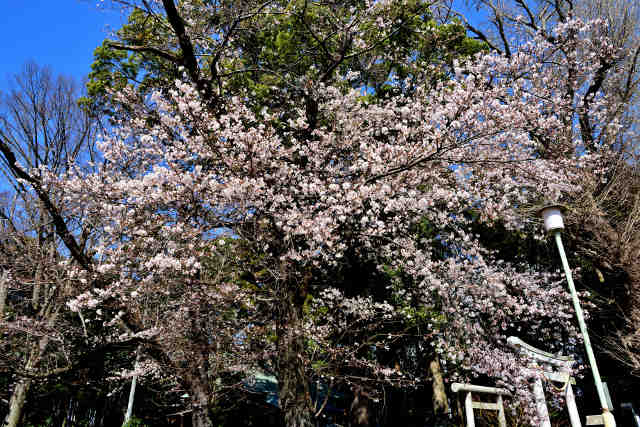 弓田香取神社の桜