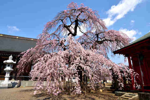 延命寺桜