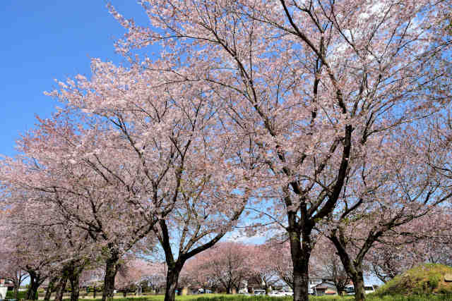 船玉神社桜