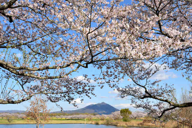 母子島遊水地桜
