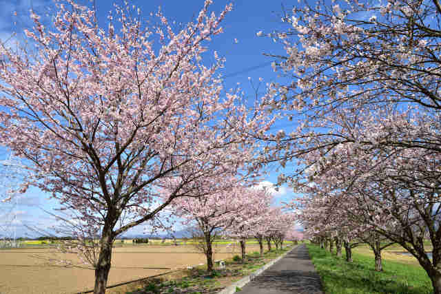母子島遊水地桜並木