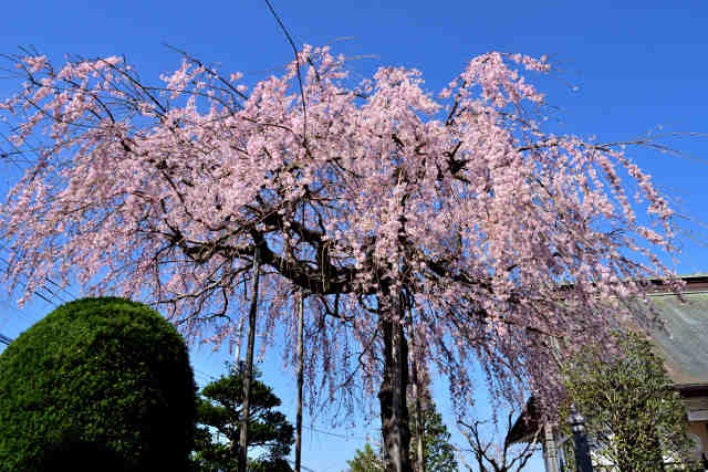 神宮寺桜