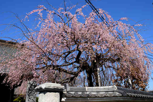 神宮寺桜門