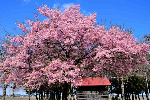 上中山鹿島神社大寒桜