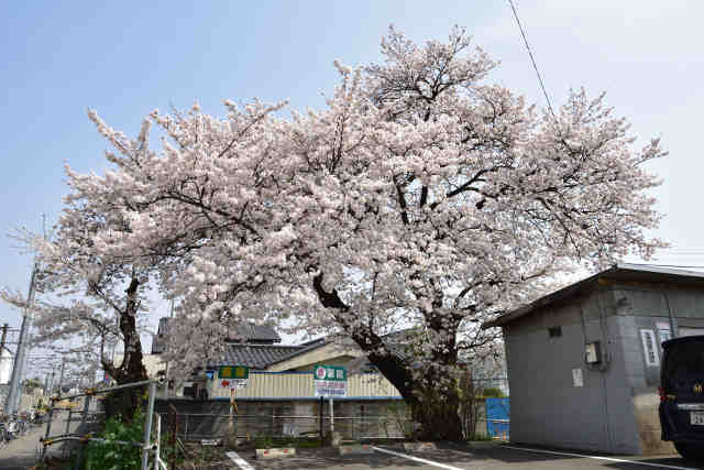 川島駅前桜