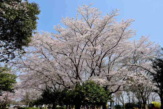 県西総合公園桜