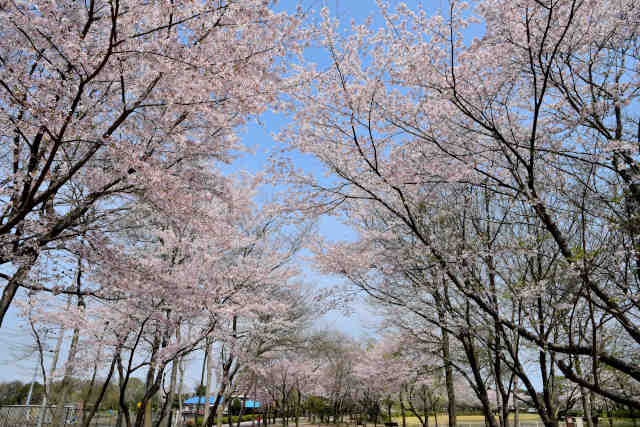 県西総合公園桜道
