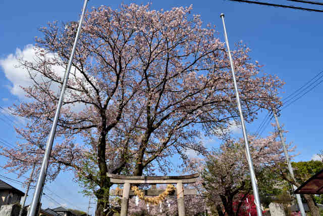 木戸神社桜