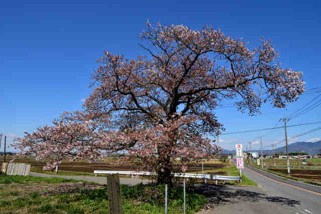 倉持桜