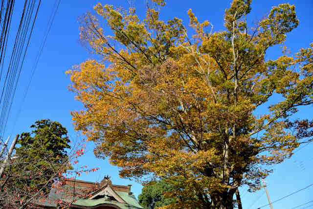 桑山神社紅葉