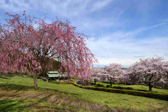 宮山ふるさとふれあい公園枝垂桜