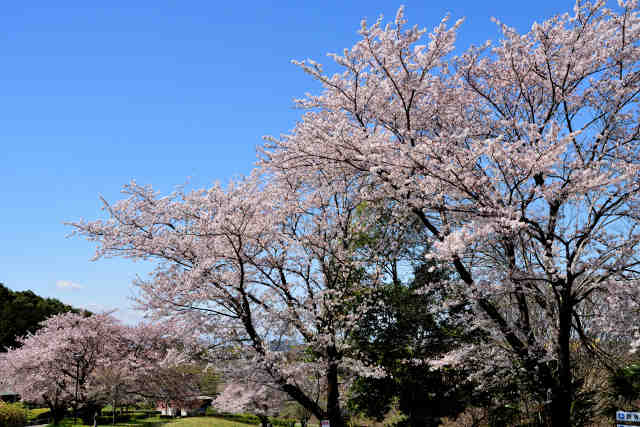 宮山ふるさとふれあい公園桜