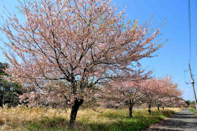 大谷川桜並木