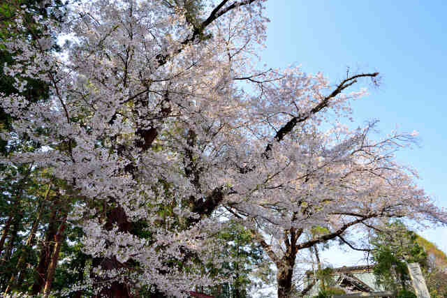 三所神社桜