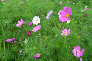 �R�X���X��o���O