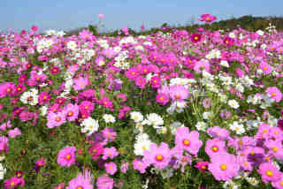 �R�X���X�ӂꂠ���Ԕ�