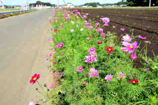 �R�X���X�؏h