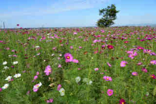 �R�X���X�^�ǒ��R��