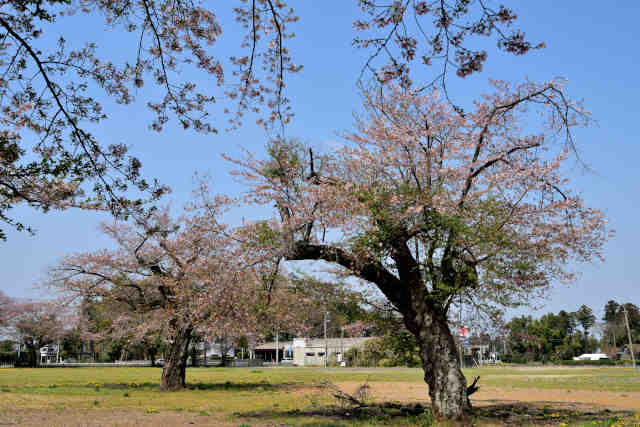旧舟木小学校桜