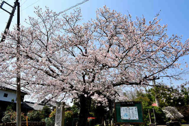 智福院桜