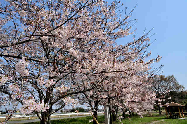 三次親水公園桜