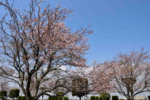 大利根東公園桜