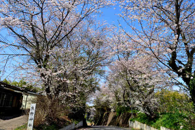下根本熊野神社桜