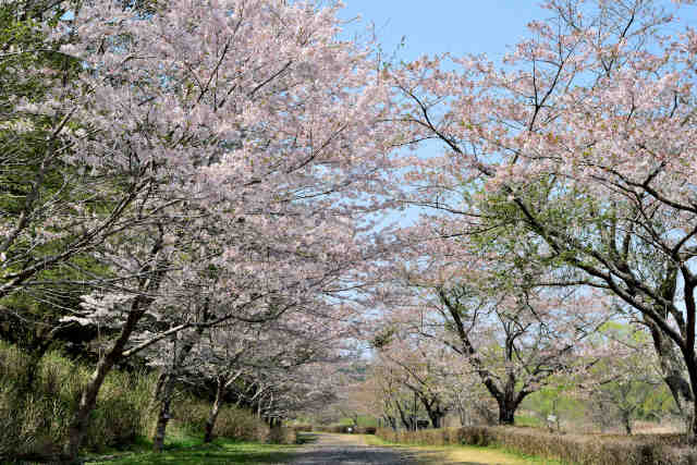 涸沼自然公園桜
