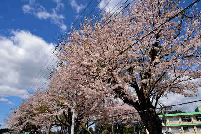 旧駒場小学校桜