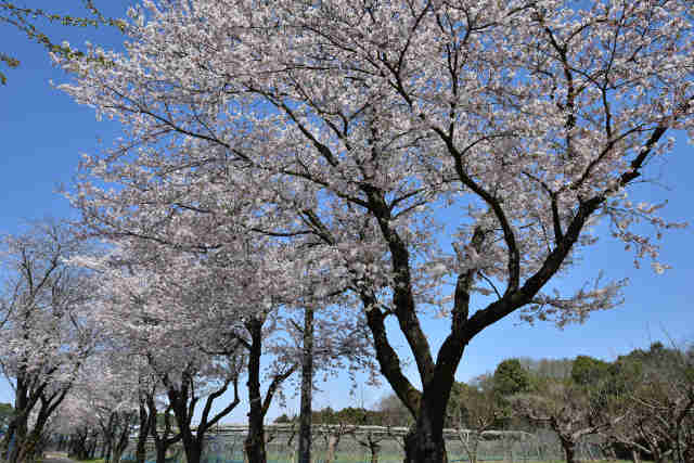 千貫桜桜