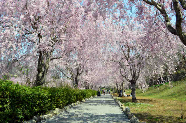常陸風土記の丘枝垂桜