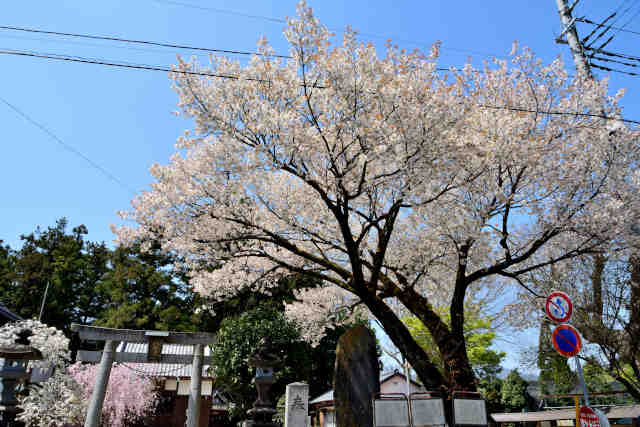 柿岡八幡神社桜