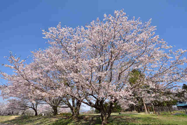 柏原池公園の桜