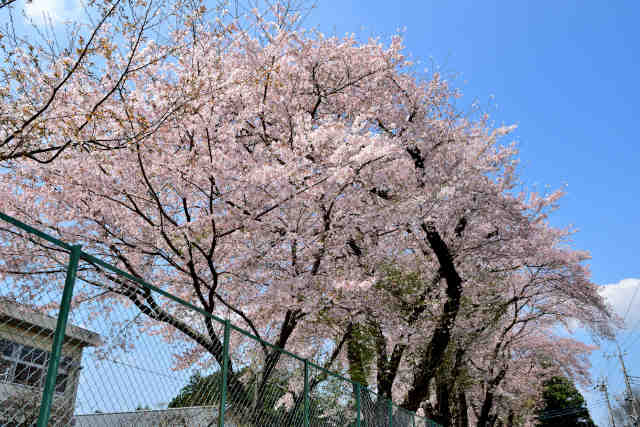 園部中学校桜
