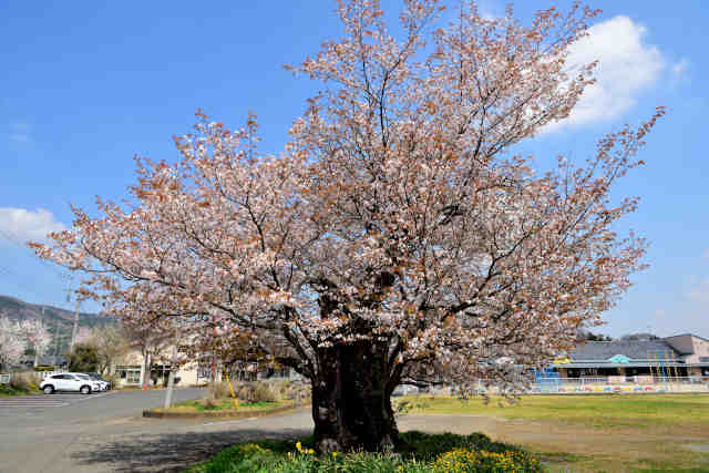園部桜