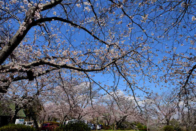 権現山公園桜