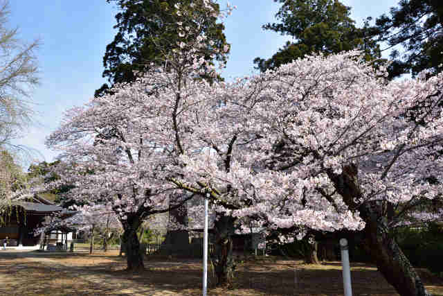 弘経寺桜