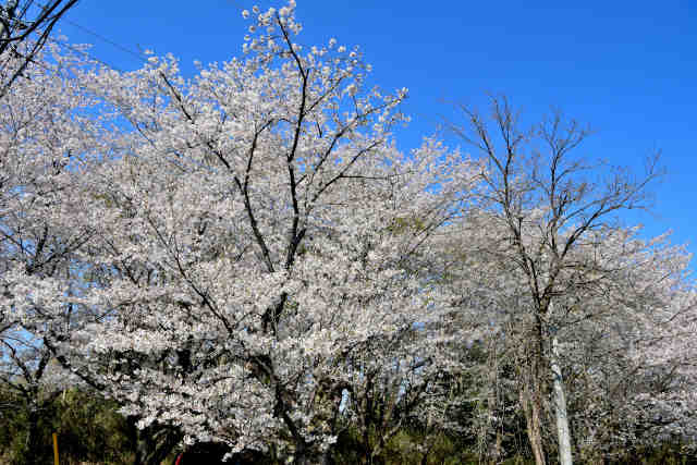 �K���_�АΊ��̍�